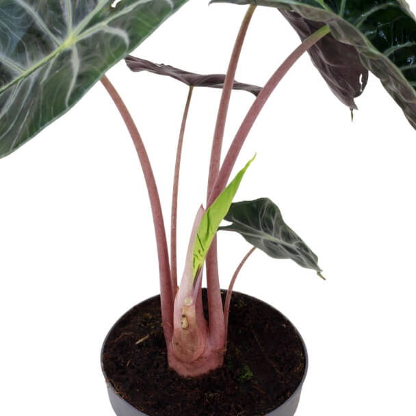 alocasia pink dragon vaso de produção detalhe